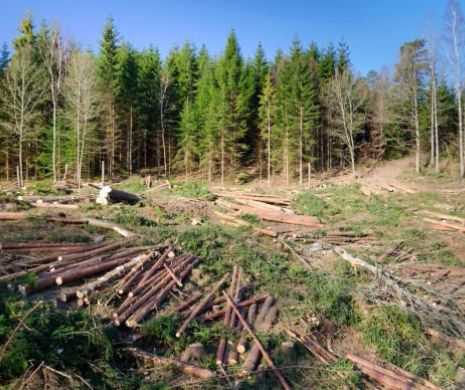 Au pus pădurea la pământ în plină pandemie. Silvicultorii au rămas mască