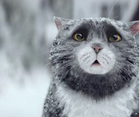 TOPUL celor mai distribuite reclame din 2015, dominat de spoturi cu ANIMALE (prima parte)