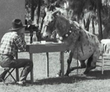 27 de imagini cu animalute VINTAGE