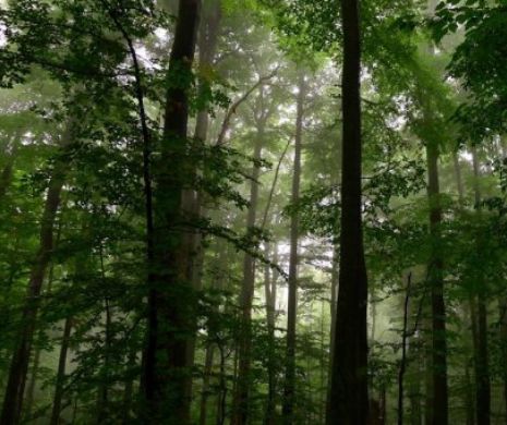 ALERTĂ la Babadag. BĂTRÂN DISPĂRUT, noaptea, în pădure