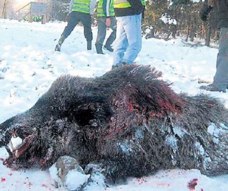BRACONAJ SĂLBATIC într-o zonă turistică. Zeci de animale au fost vânate FĂRĂ MILĂ, cu complicitatea paznicului de vânătoare