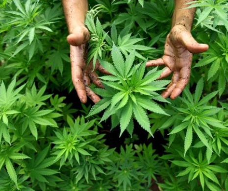 Dealerul care-și transformase locuința în seră de cannabis, a fost prins
