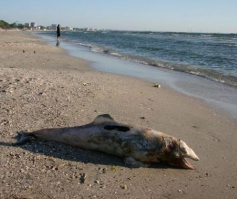 DELFIN mort pe o plajă din MAMAIA