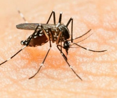 Doi ROMÂNI au fost infectați cu VIRUSUL ZIKA. Ei sunt internați la BRAȘOV