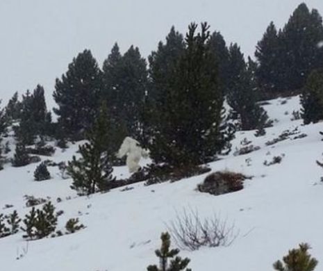 Este aceasta dovada că LEGENDARUL YETI există? Câțiva turiști au surprins o CREATURĂ ciudată în munți. Momentul a fost FILMAT, iar înregistrarea a devenit VIRALĂ | VIDEO