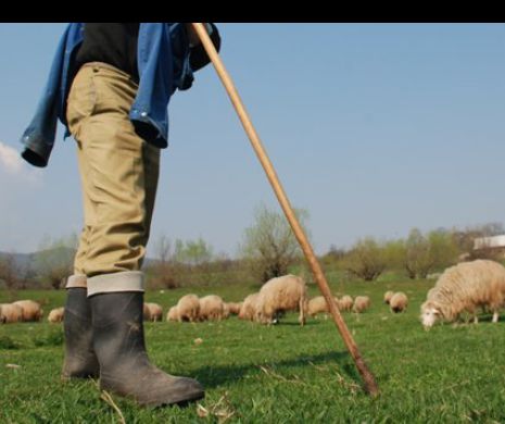 Miorița de Banat. Trei ciobani și-au ucis cu bâtele ortacul
