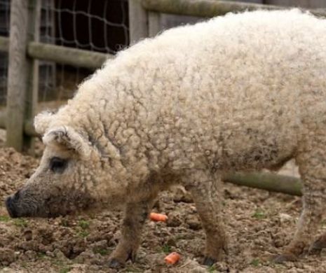Nici dacă erau în STARE de EBRIETATE nu făceau aşa ceva. Mai mulţi oameni au confundat o OAIE cu un PORC. Explicaţia este HALUCINANTĂ | GALERIE FOTO