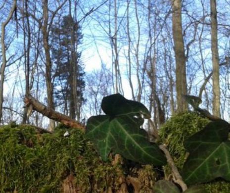 Să vină primăvara! Un FOTOGRAF AMATOR a uimit prin FRUMUSEŢEA IMAGINILOR surprinse într-o PĂDURE din Banat l Foto galerie
