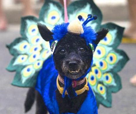 Sunt atât de AMUZANŢI şi ZĂPĂCIŢI. Şi câinii au CARNAVALUL lor la RIO DE JANEIRO l Foto galerie