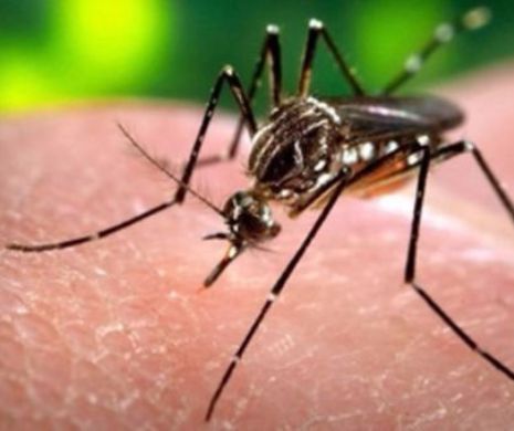 VIRUSUL ZIKA se apropie PERICULOS de România
