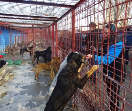 Voluntarii din Constanța salvează câinii maidanezi. Firma care a chinuit animalele, dată pe mâna DNA