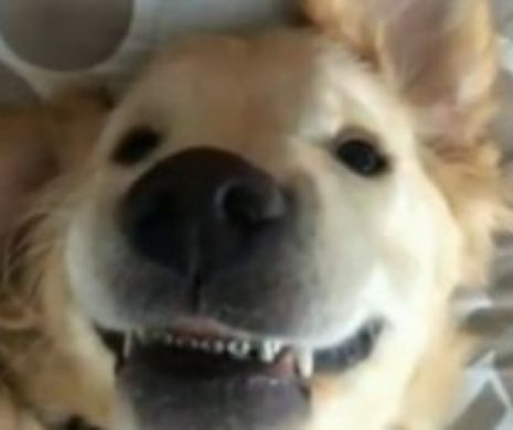 Cel mai DULCE căţel a cucerit inima întregii planete după ce a venit de la DOCTOR