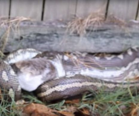 Crima care a ÎNGROZIT o lume întreagă. MONSTRUL UCIGAŞ nu a avut MILĂ de o BIATĂ fiinţă lipsită de orice şansă de a se APĂRA | VIDEO TERIFIANT