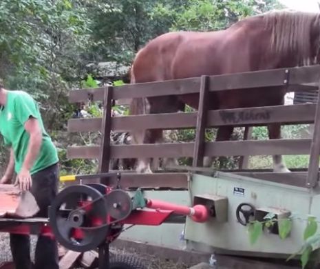 IDEEA unui gospodar E VIRALĂ! A folosit UN CAL PUTERE pentru TĂIATUL LEMNELOR. Video cu MAŞINĂRIA INEDITĂ