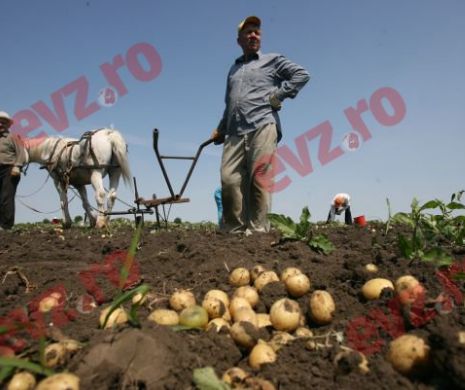 Sărăcie lucie la sate. Care sunt cauzele dezastrului
