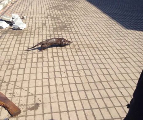Vidră, salvată de pompierii din Tuzla