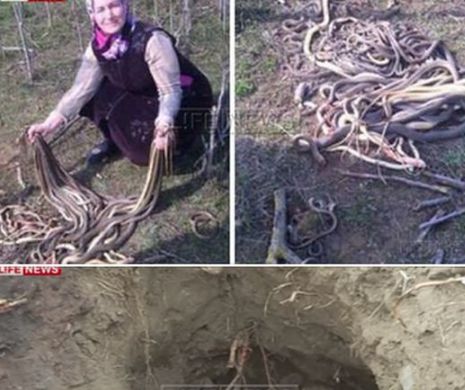 "Am dat cu sapa si am auzit un suierat puternic". O batrana a descoperit peste 80 de serpi in timp ce planta cartofi in gradina. Ce a urmat