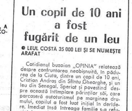 Leul Arafat, știrb și bătrân, a fugărit un copil de zece ani | Memoria EVZ