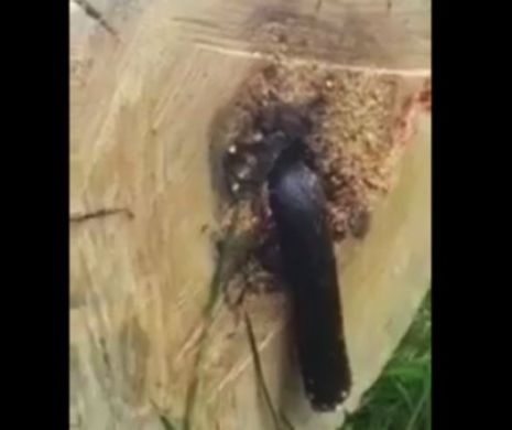 Un bărbat a tăiat un COPAC din curtea sa iar ceea ce a găsit înăuntru e ŞOCANT! Nimeni nu ar vrea AŞA CEVA! VIDEO