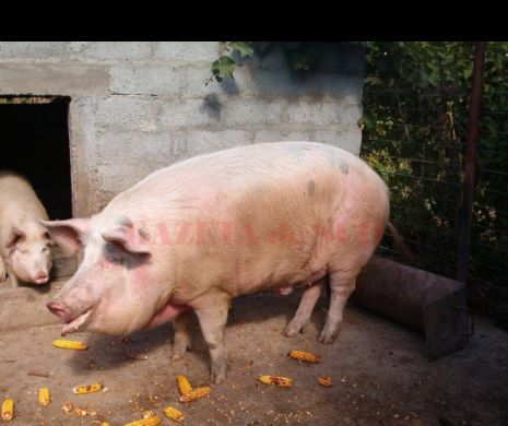 Un judeţ din România este ÎN ALERTĂ din cauza GRIPEI PORCINE AFRICANE
