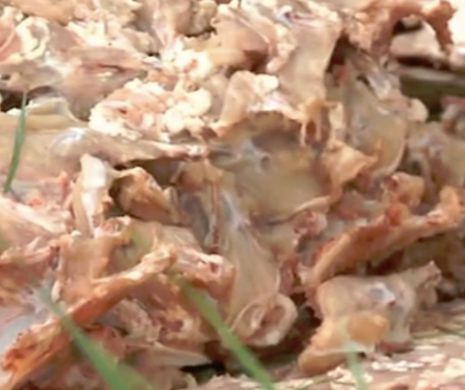 Carne din import cu SALMONELLA, intrată în ţară
