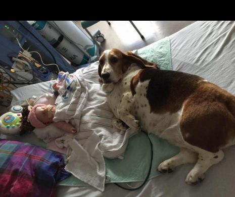 Imagini IMPRESIONANTE ce-ţi vor RUPE inima! Părinţii se pregătesc să OPREASCĂ aparatele care o ţin în VIAŢĂ iar patrupedele familiei nu se despart de pătuţul său