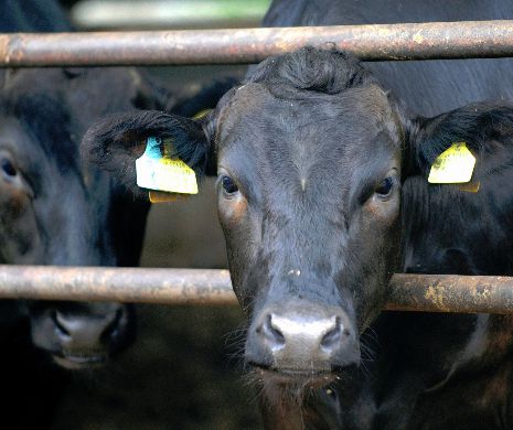 Ministerul Agriculturii va reverifica datele înregistrate pentru a putea acorda subvenţiile în zootehnie și vegetal