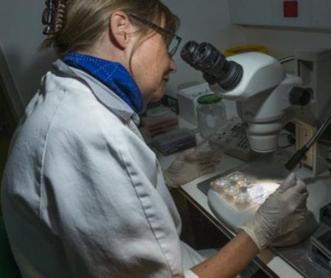 Savanții au făcut o desccoperire uimitoare în lupta împotriva cancerului. Celulele canceroase "înfometate" s-au oprit din creștere