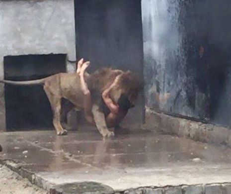 Scene infioratoare la o gradina zoologica. Ce a urmat dupa ce un tanar s-a dezbracat si a intrat in cusca leilor