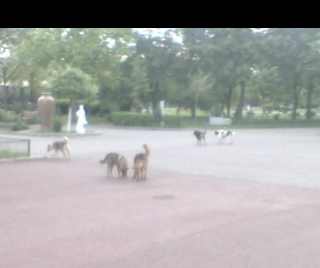 SCRISOAREA DISPERATĂ a unui bărbat care a fost la un pas să fie SFÂŞIAT de o HAITĂ DE MAIDANEZI