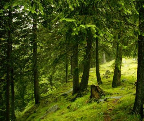 A disăpărut ULTIMA PĂDURE INTACTĂ din EUROPA. Minunțăția naturii se afla în ROMÂNIA. Cine este RESPONSABIL pentru DEZASTRU