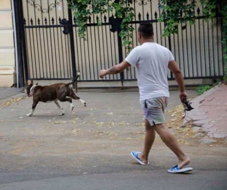 Scene terifiante in Braila. Ce s-a intamplat dupa ce un barbat a iesit pe strada cu un pitbull fara lesa si botnita. FOTO