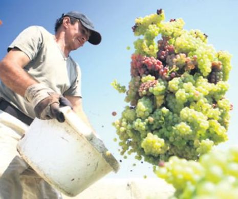 Bani de la stat pentru afacerile din mediul rural