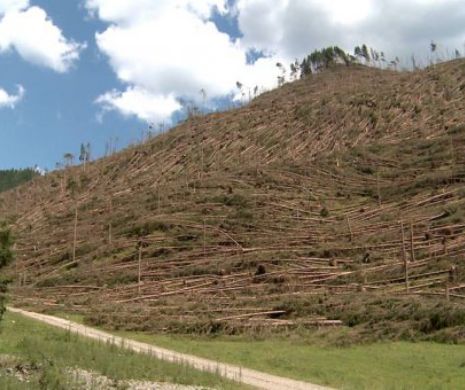 Mai MULT de 400 de HECTARE de PĂDURE au fost RASE de pe FAŢA PĂMÂNTULUI în judeţul Suceava