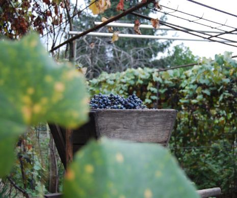 Noi REGULI pentru piața vitivinicolă