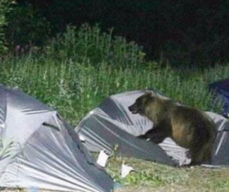 O fetiță de 13 ani la un pas de MOARTE după ce a fost ATACATĂ de un URS
