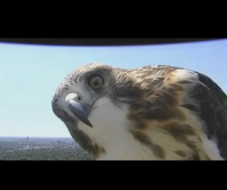 Un ŞOIM a INTRAT în CADRU în timp ce o TELEVIZIUNE transmitea în DIRECT! IMAGINILE AMUZANTE care au făcut înconjurul PLANETEI | VIDEO