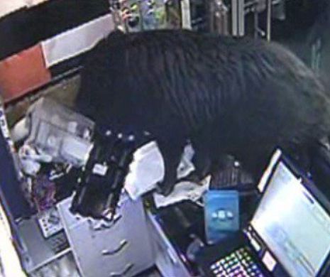 VIDEO! Un PORC MISTREŢ a invadat un RESTAURANT! Toţi cei prezenţi au ÎNCREMENIT de SPAIMĂ