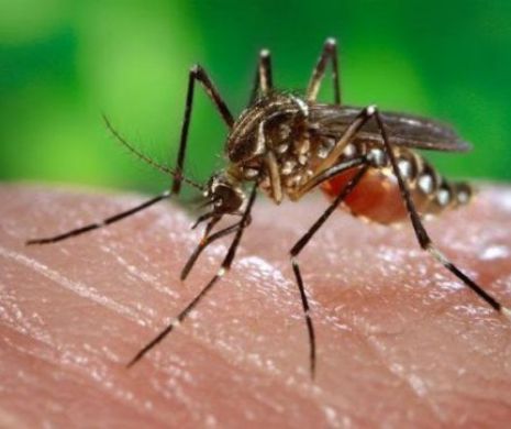 Virusul ZIKA se RĂSPÂNDEŞTE şi în România! Ministerul Sănătăţii a CONFIRMAT al treilea caz de INFECTARE