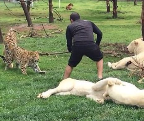 La un pas de a fi SFÂȘIAT de un LEOPARD, a fost salvat de un TIGRU | VIDEO