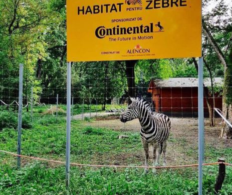 A murit ”Shakira”. Primăria Timișoara extermină zebrele, una după alta