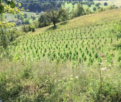 Acasă la un clujean a fost descoperită o mega cultură de canabis