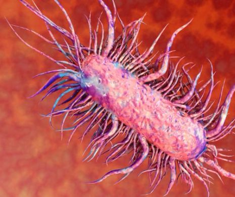 ALERTĂ NAŢIONALĂ. ANSVSA a transmis că O BACTERIE GROAZNICĂ AMENINŢĂ viaţa românilor. Detalii de ultimă oră despre JUDEŢELE AFECTATE