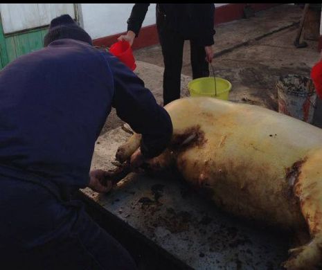 Când s-a întâlnit hoţu’ cu porcu’. Povestea infractorului cu un picior în puşcărie din cauza unui porc care nu s-a lăsat tăiat