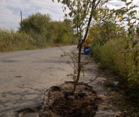 Cum AU CRESCUT pruni în gropile din asfaltul unui drum județean I FOTO