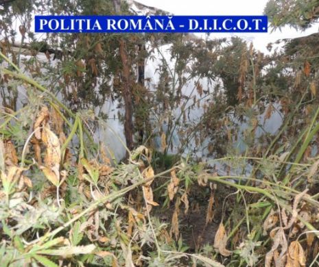 DROGURI pe tarlaua mamei. Trei sătmăreni cultivau CANNABIS în pădure