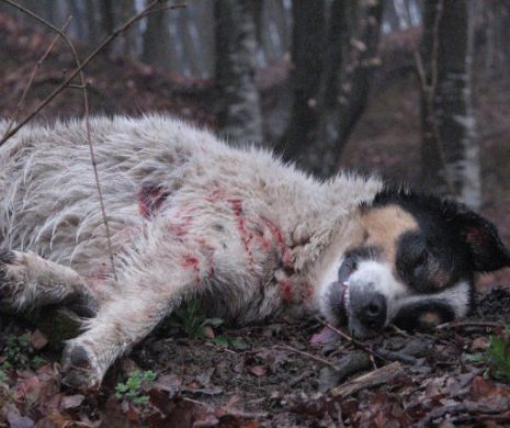ÎNCHISOARE de până la ŞAPTE ANI pentru cei care maltratrează ANIMALELE