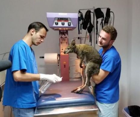 Medicii veterinari amenință Guvernul!