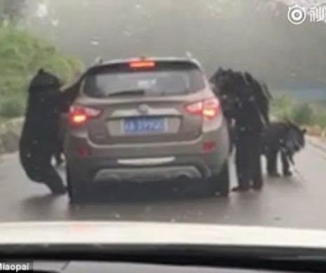 Momentul terifiant in care mai multi ursi inconjura o masina si incep sa o zgaltaie. Ce se intampla dupa cateva minute. Totul a fost FILMAT