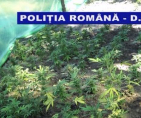 O cultură de 126 de PLANTE de CANNABIS a fost descoperită de POLIȚIȘTII din Tecuci
